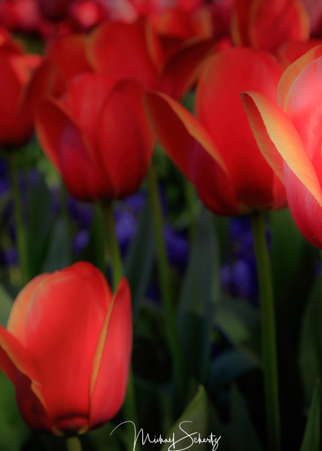 Tulips Quorum Photography Art | dynamicearthphotos