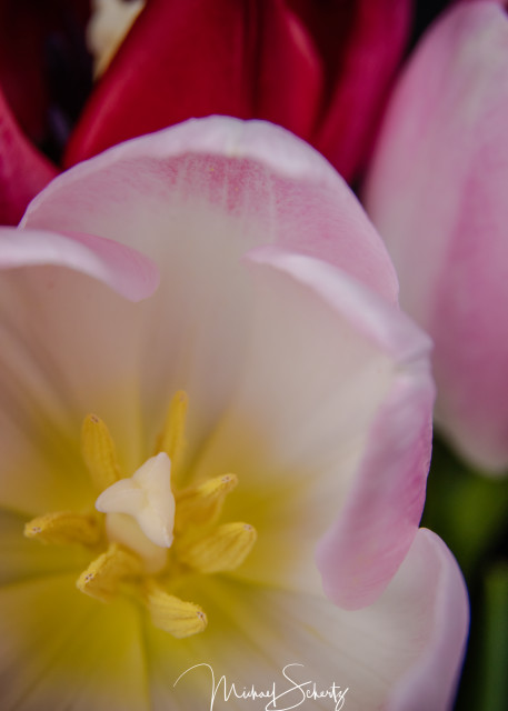 Skagit Tulip Photography Art | dynamicearthphotos