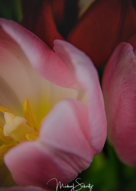 Cups Of Tulips Photography Art | dynamicearthphotos