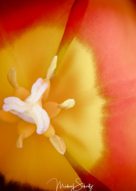 Tulip Burst Photography Art | dynamicearthphotos