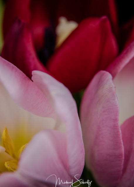 Belle's Tulips Photography Art | dynamicearthphotos