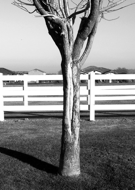 Bare Tree In Pasture Photography Art | Peter Welch