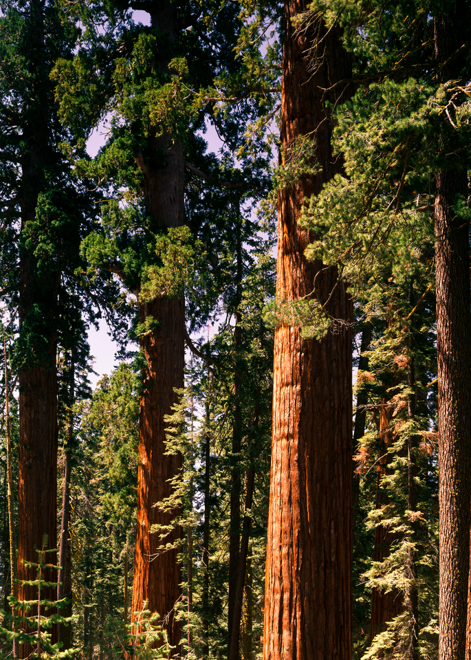 Fine Art Print | Giant Sequoias of The Mariposa Grove