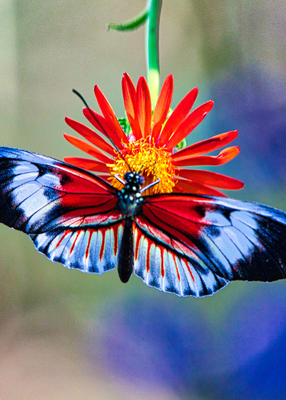 Colorful Butterfly Art | jakepackard