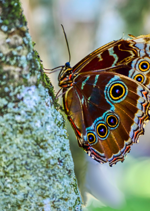 Brown Butterfly Art | jakepackard