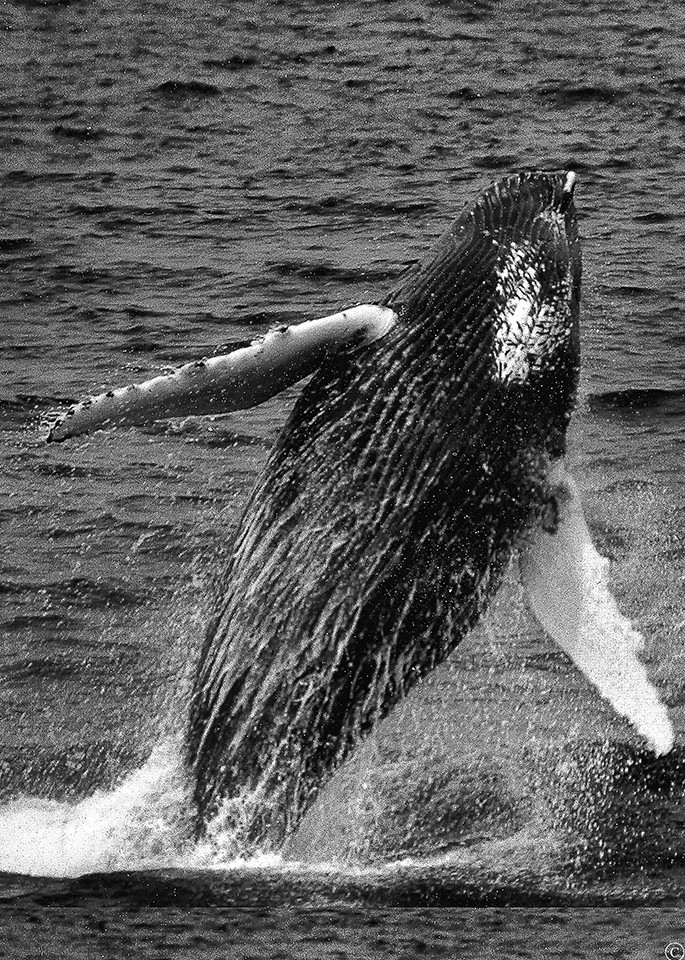Whale Jump Lr Photography Art | E.R. Lilley Photography