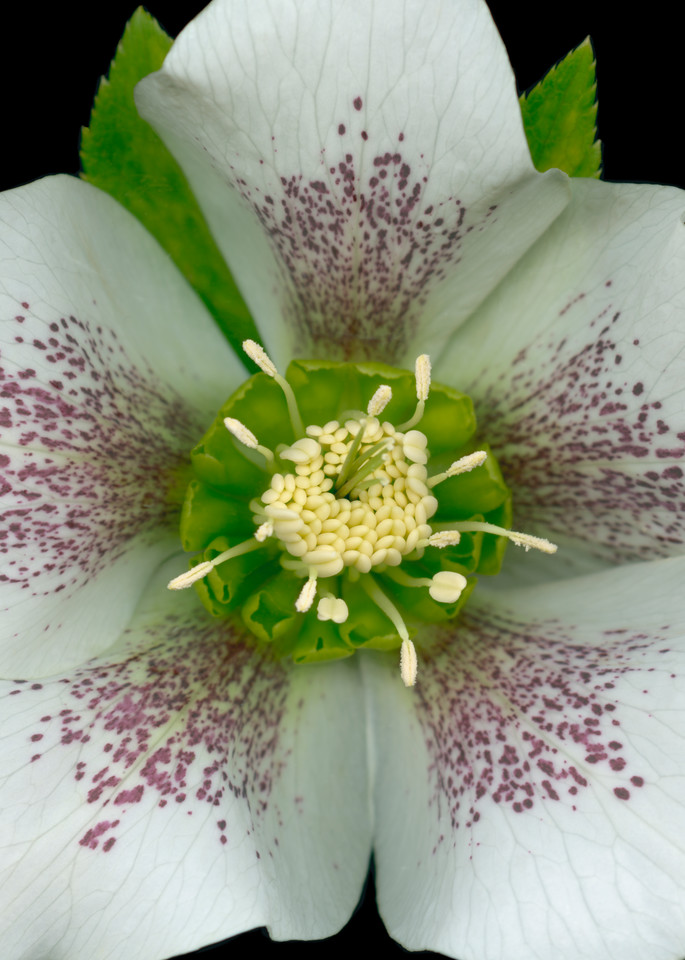 Royal Heritage Hellebore Squared metal wall art. Aluminum Prints by the artist, Mary Ahern.