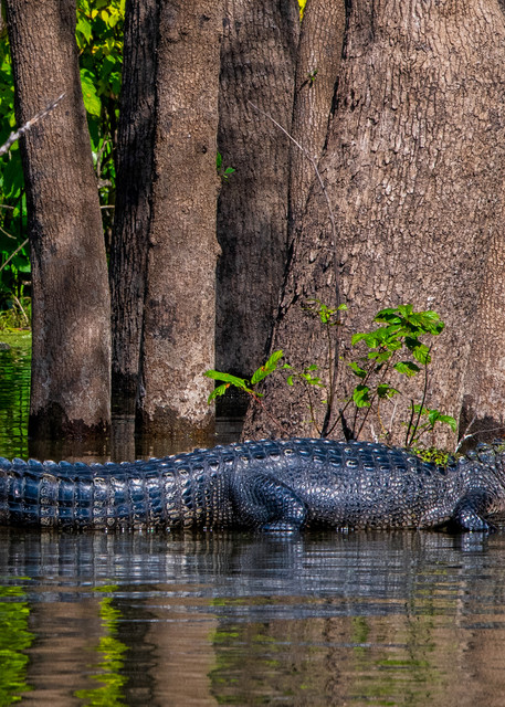 Lazy lizard - Louisiana alligator photography prints
