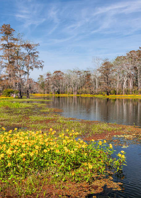 Swamp color - Louisiana swamp photography prints