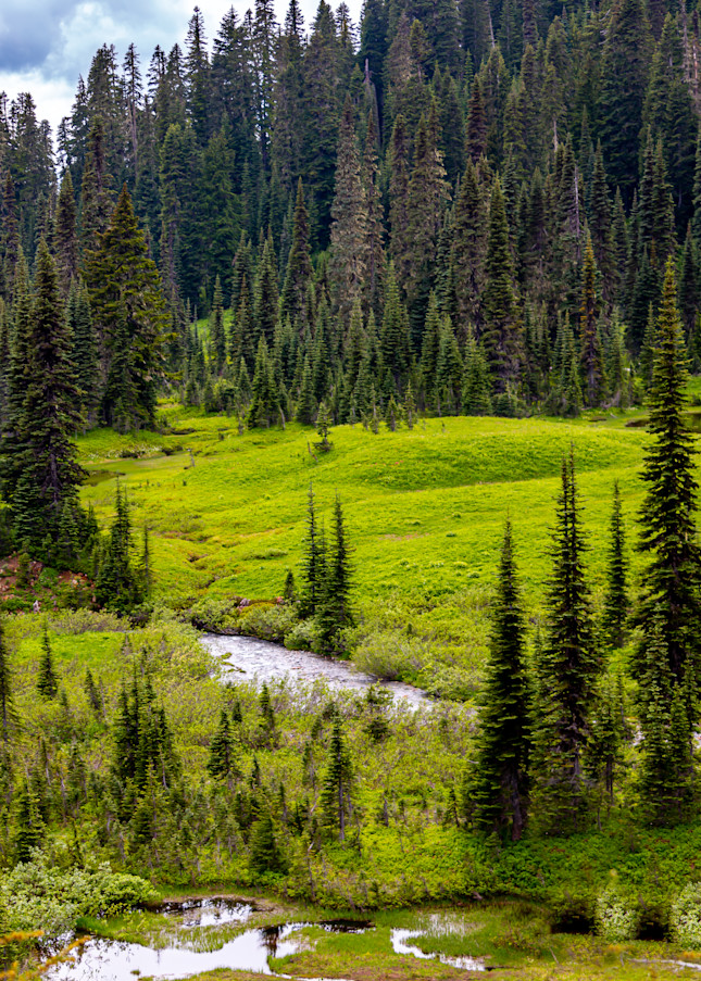 Paradise Meadow, Mount Rainier National Park Photography Art | Catherine Balck Photography