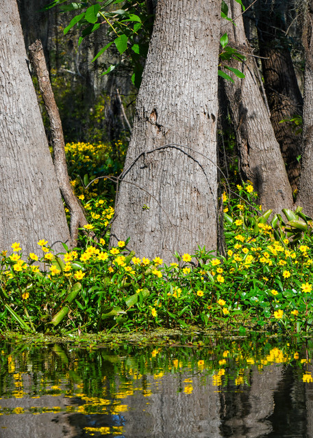 Bayou blossoms — Louisiana swamp photography