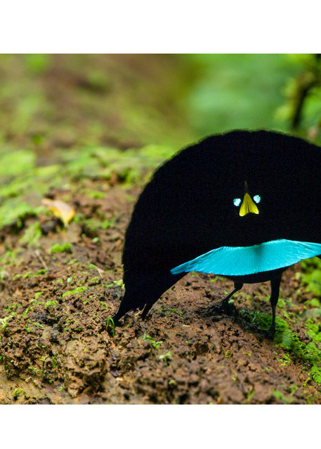 Photograph of a new birds of paradise species for sale.  Vogelkop Superb Bird-of-Paradise Performing.