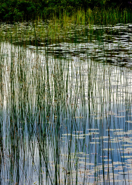 Reeds in Pond Along the A837 Outside Lochinver, Scotland