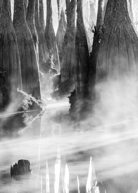 Misty Cypress Reflections