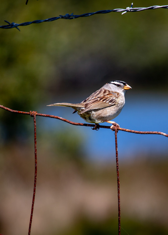 Bird On A Wire Fence Photography Art | Catherine Balck Photography