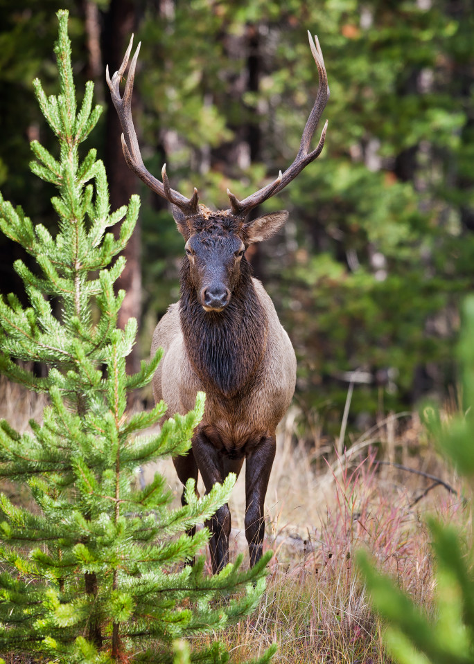 Elk Banff, Canada Art | Creative i