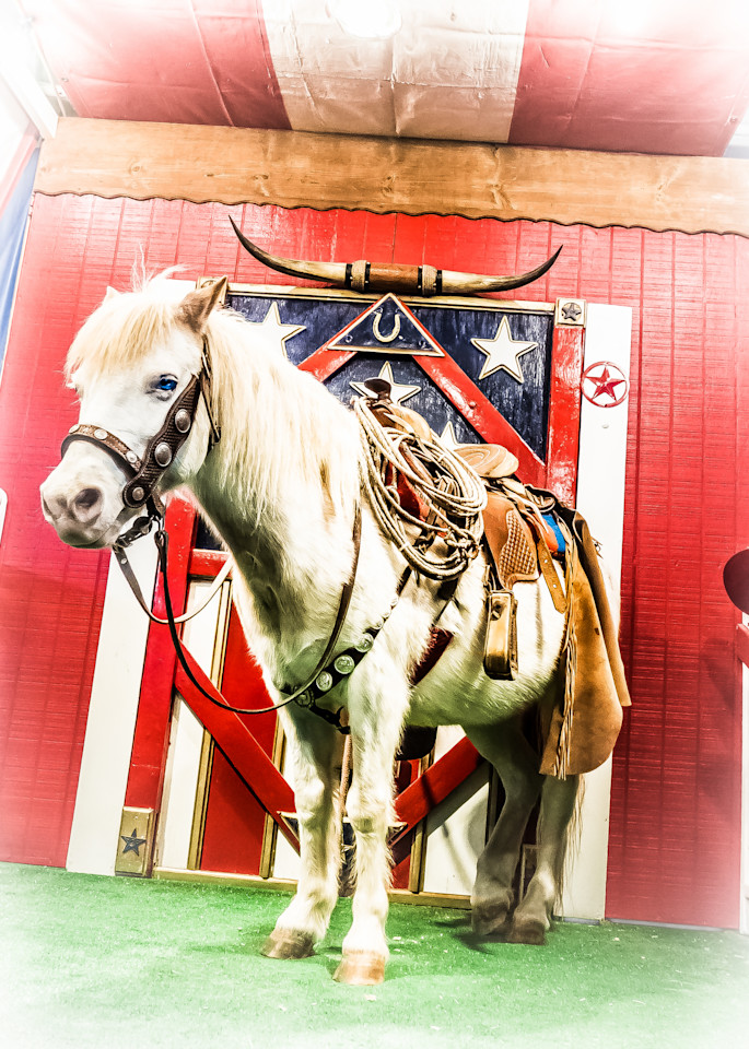 patriotic miniature horse stockyards fort worth