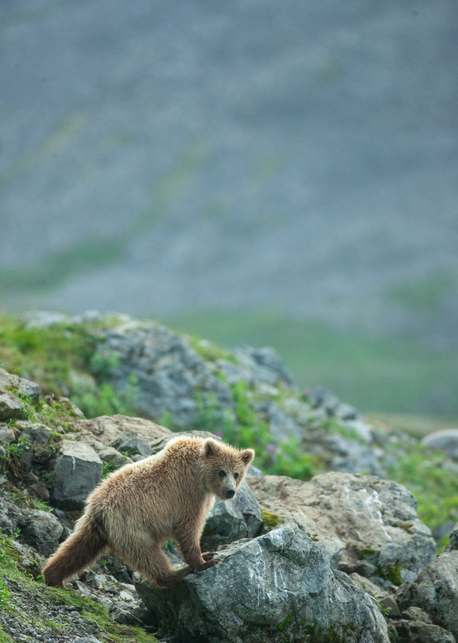 Young Alaskan Brown Bear Art | Creative i