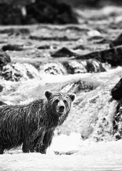 Alaskan Brown Bear Fishing Art | Creative i