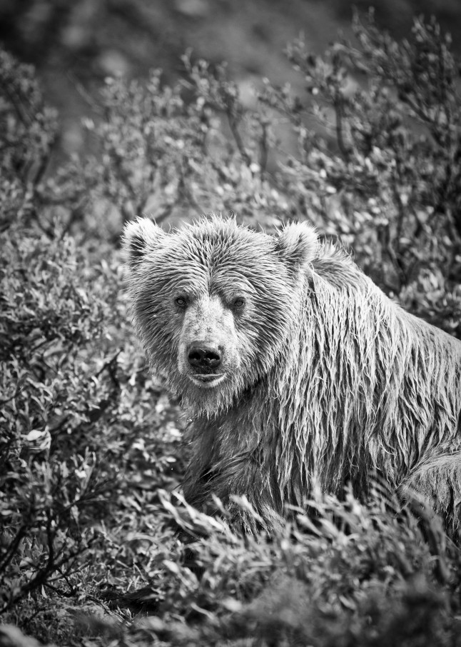 Alaskan Brown Bear Art | Creative i