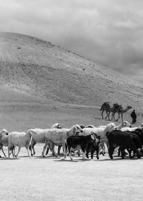 Goat Herder Moroccan Desert Art | Creative i