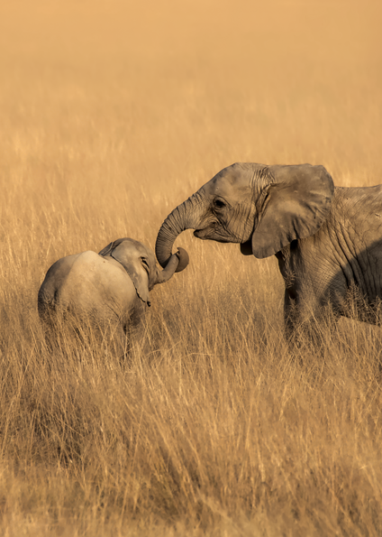 Baby Elephants, 2016. Photography Art | Tom Stahl Photography