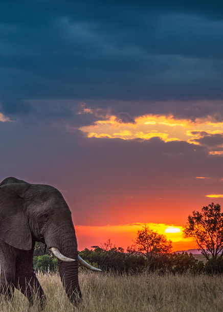 Photograph of solo elephant at sunset, Masai Mara, Kenya, 2016.