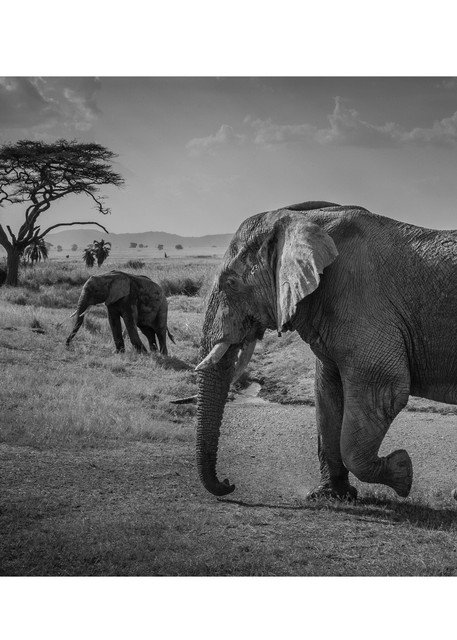 Old Tusker And Protoge Photography Art | Tim Laman Photography