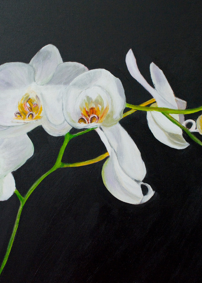 White Orchids Art | Marie Art Gallery