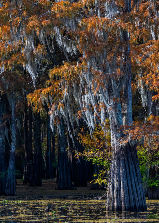 Festive Henderson Swamp - Louisiana photography prints