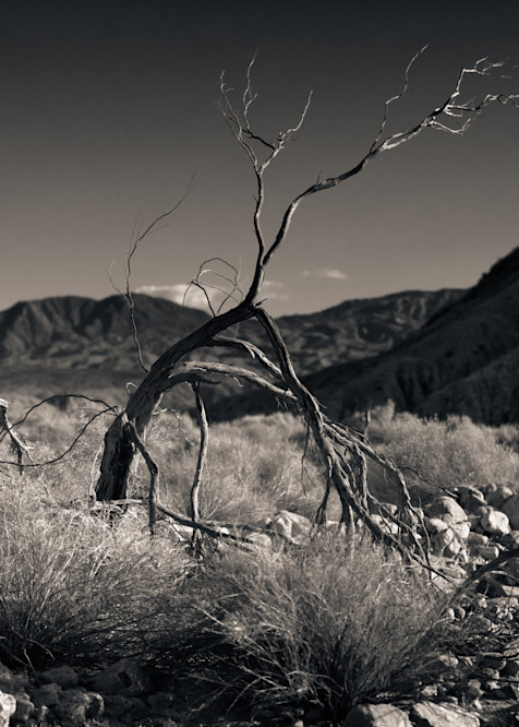 Dry Creek Bed Palm Springs Photography Art | Dan Katz, Inc.