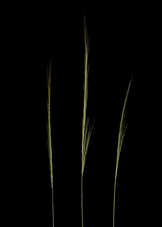 Three Grasses Outside of Windsor Vermont