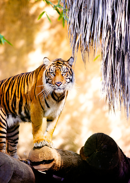 Tiger Stare Photography Art | 15:10 Photography