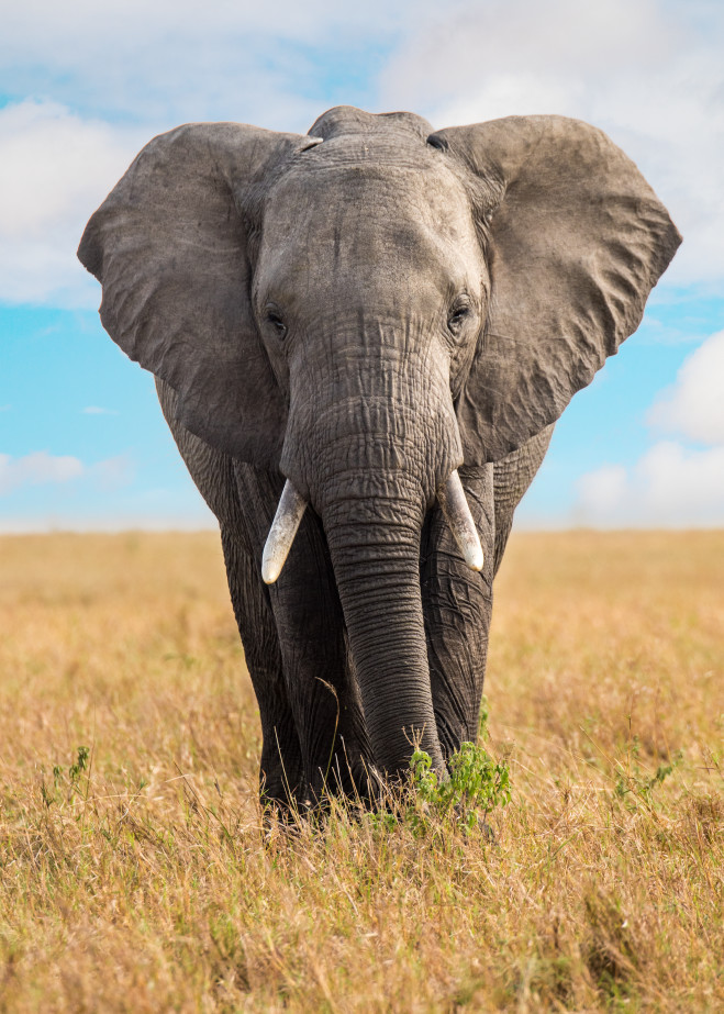 Elephant Head On Photography Art | Gale Ensign Photography