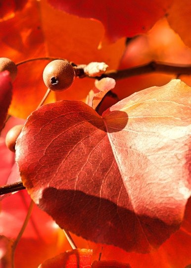 Fall Colors 5 Art | Drone Video TX
