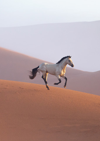 Stallion running through Sahara desert at sunrise in Morocco travel horse photography