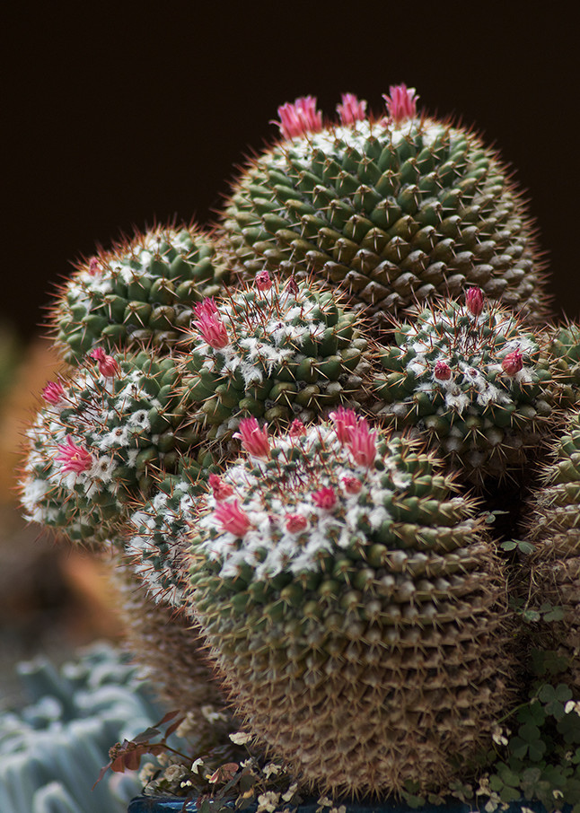 Cacti Lr Photography Art | E.R. Lilley Photography