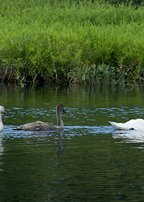 Swan Family Lr Photography Art | E.R. Lilley Photography