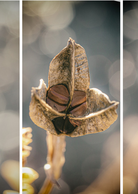 The Seeds That You Plant | Triptychs by Nathan Larson Photography | Fine Art Photography