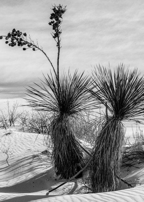 White Sands, Nm #12 Photography Art | Kit Noble Photography