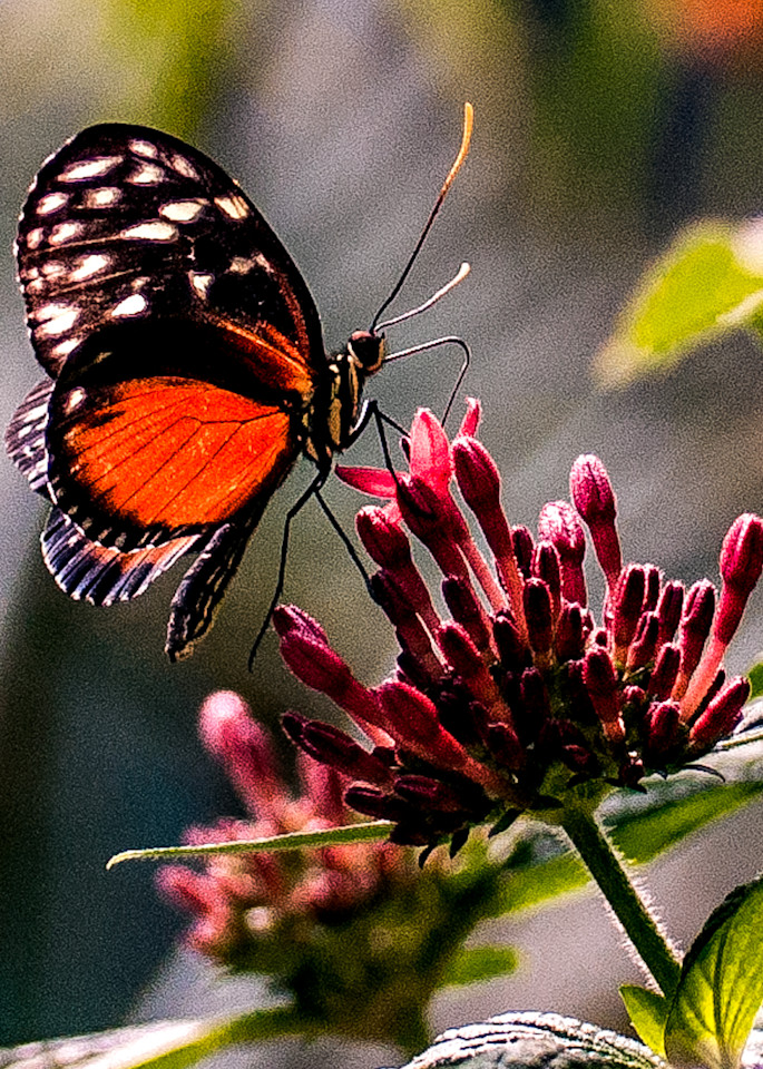Bright Orange and Black Butterfly