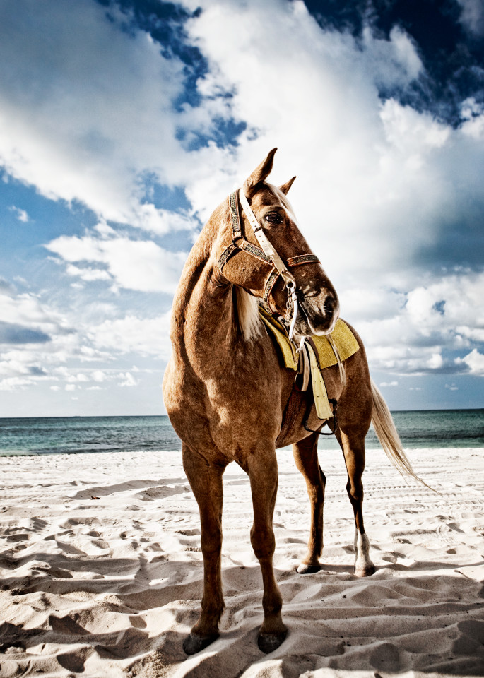 Portrait Of Horse   Yucatan Beach Art | Creative i