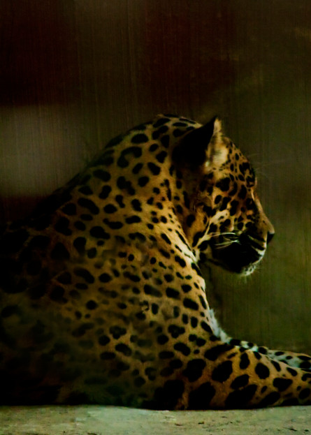 Fine Art Photograph of Leopard