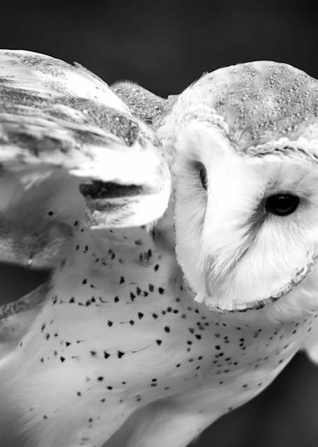 Barn Owl Photography Art | Kathleen Messmer Photography