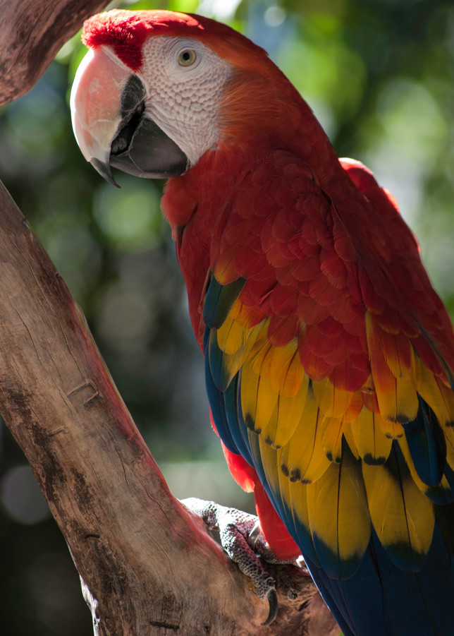 Scarlet Macaw Photography Art | Kathleen Messmer Photography