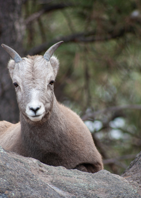 Young Mountain Goat Photography Art | Kathleen Messmer Photography