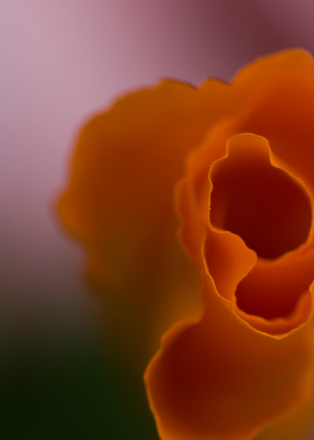 Orange Glow Photography Art | Kathleen Messmer Photography