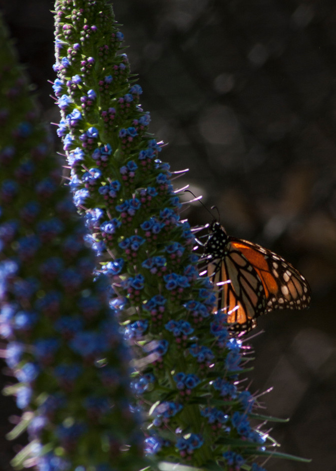 Monarch Butterfly Photography Art | Kathleen Messmer Photography