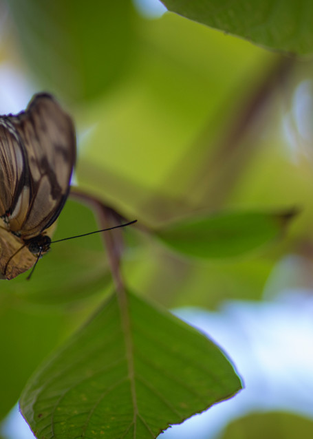 Brown And Black Butterfly Photography Art | Kathleen Messmer Photography