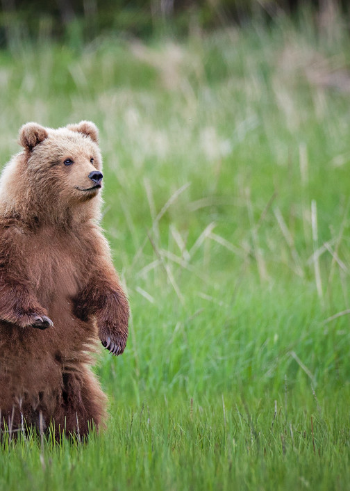 An Alert Standing Brown Bear Cub Art | URSUS NATURE PHOTOGRAPHY